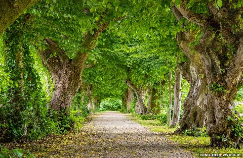 Gemeinde Reichersberg Bezirk Ried Herrengarten Park Bäume (Dirschl Johann) Österreich RI